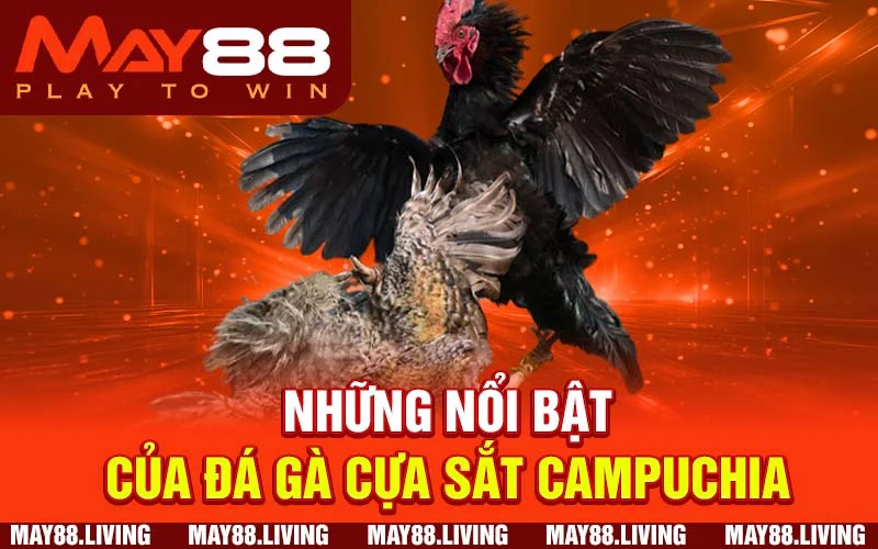 Những nổi bật của đá gà cựa sắt Campuchia