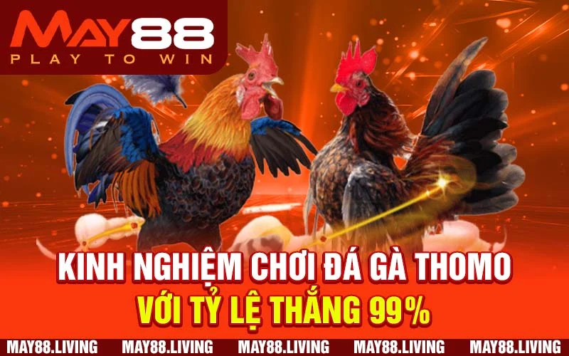 Khám phá kinh nghiệm đá gà Thomo SV388 hiệu quả nhất