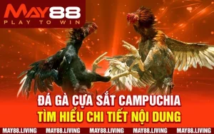 Đá gà cựa sắt Campuchia – Tìm hiểu chi tiết nội dung